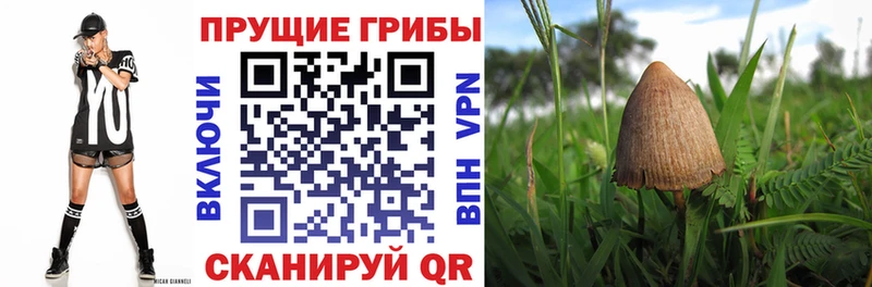 Купить закладки  Дорогобуж  Псилоцибиновые грибы Magic Shrooms 